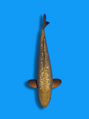 Ginrin Chagoi | Koi&Co.